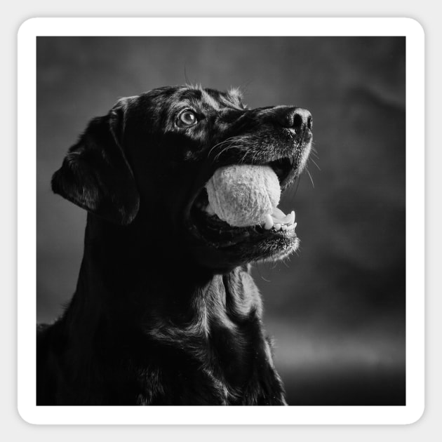 Labrador Retriever Sticker by ansaharju
